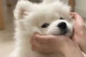 盘点八大“顶流”家庭伴侣犬，第五名口碑爆赞图片