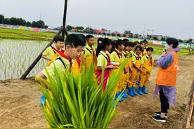 北京大兴安定镇：把课堂搬进稻田地 特色农耕文化“迎端午”图片