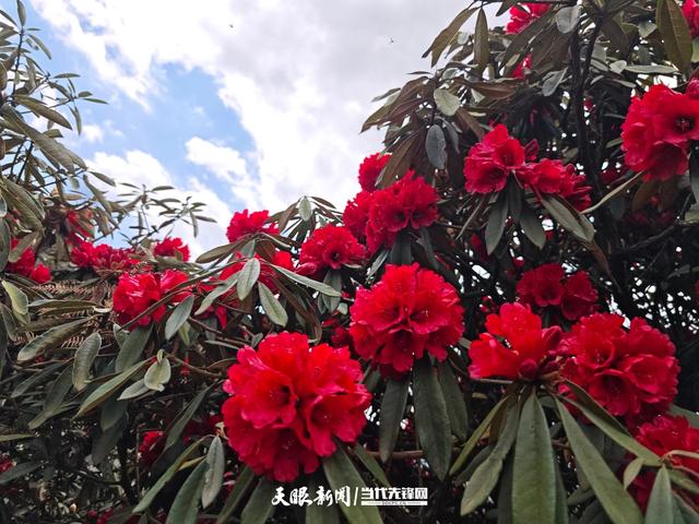 春山爽居 花海畅游｜在阿西里西邂逅千年杜鹃