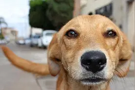 养狗多年才懂，狗狗猛嗅你身体，竟藏健康大秘密？图片