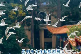 观鸥季在昆明怎么玩？最强“趣玩”攻略来了图片