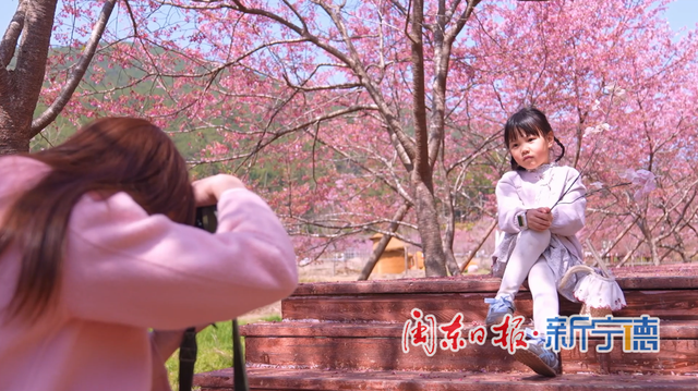 古田：樱花绽放引客来