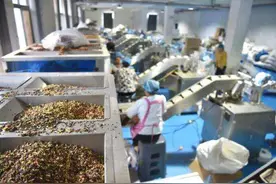 专家解读拼多多“百亿减免”：电商转舵高质量发展图片