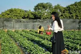 高甜来袭！来这里摘草莓，超多品种→图片