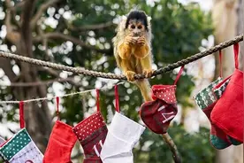 英国将禁止私人饲养猴子 新法律2026年生效图片