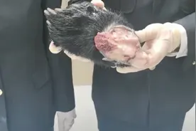 旅客行李箱内现5只熊掌，有的已剥皮！海关称其或被追究刑责图片