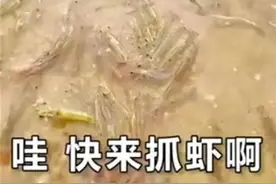 广东一海滩突然涌现大量海虾？原作者：视频是两年前在广西拍的图片