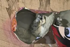 旺旺送检异物：初步判断牛奶中不是老鼠图片