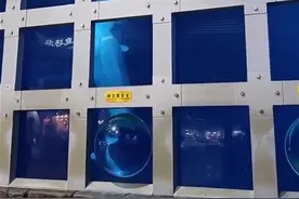 北京海洋馆白鲸叫声凄厉疑出现“刻板行为”？负责人：系正常行为图片