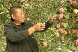新疆阿克苏市：谋“发展路”得“幸福果” 扎实推进林果业提质增效图片