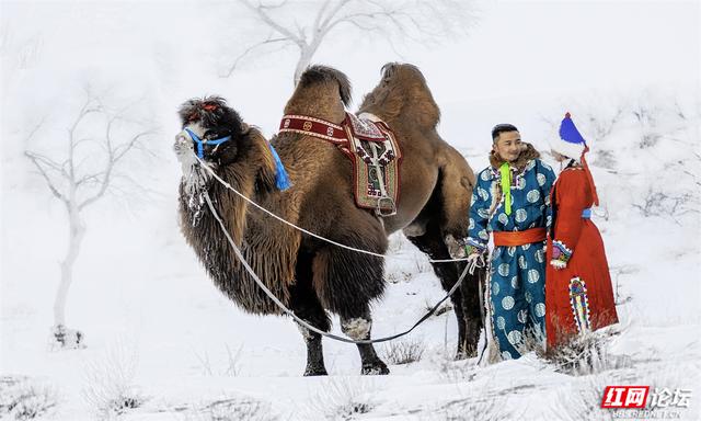 跟着网友游内蒙古丨雪线之上，生活如歌