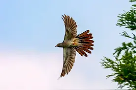 美丽优雅的杜鹃鸟图片