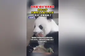 大熊猫“成功”猝然离世，终年23岁，约等同于人类70-80岁，“花花”没有妈妈了图片