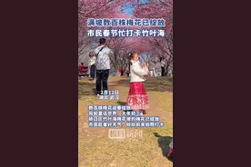 满坡数百株梅花已绽放，市民春节忙打卡竹叶海图片