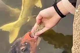 趵突泉部分鱼儿疑似因被过度投喂面临死亡，保安反映：极可能是被撑死的图片