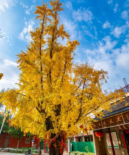 错过再等一年！郑州10大银杏观赏地推荐！