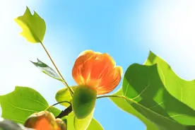 树上开满“郁金香”？国家植物园小众春花进入观赏期图片