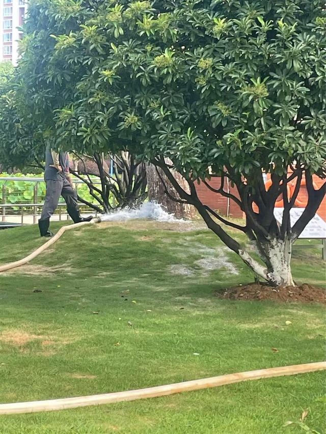 乔木用水管浇灌，草坪却是喷水花？武汉园林专家：不同植物保湿方法有讲究
