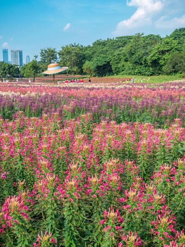 地铁直达！广州20000㎡醉蝶花海，美得好不真实！