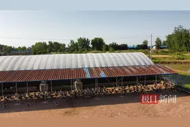 全国三分之一法式鹅肝产自安徽霍邱，法国名菜成了安徽“土特产”？图片