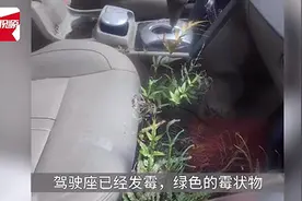 “僵尸车”停了7年 副驾驶长草 这辆车原价20万元左右图片