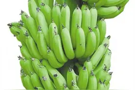 为了变好吃，你知道香蕉有多努力吗？图片