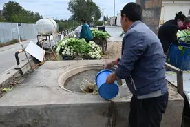 冬季必备|酸菜腌制全过程图片