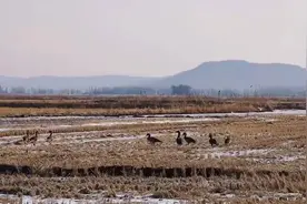 春回大地雁归来图片