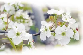 相约宁陵 看最美花海 中国·宁陵第二十一届梨花周开幕图片