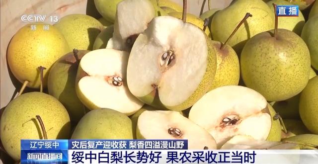 辽宁海参多少钱一斤 2026年辽宁大连海参多少钱一斤