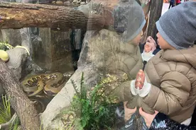 蛇与蛙竟是“好室友”，上海唯一一种毒蛇也在此……快来上海动物园看蛇图片