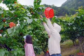 min甜～单日接待游客超千人，成都“恩桃儿”采摘迎来旺季图片