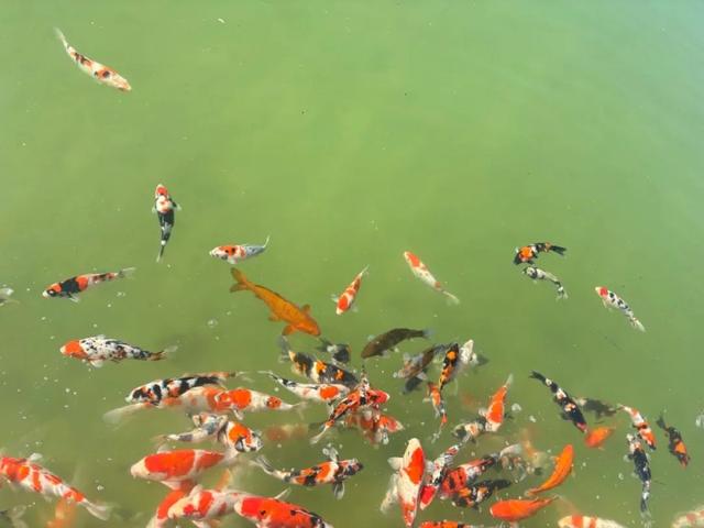 什么！石林县城比风景区更好玩儿？旅游博主的攻略来了