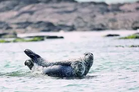 大连斑海豹国家级自然保护区：“胖宝宝”的海上家园图片