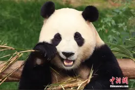 定了！旅韩大熊猫“福宝”4月3日回国，将用特殊车辆运送图片