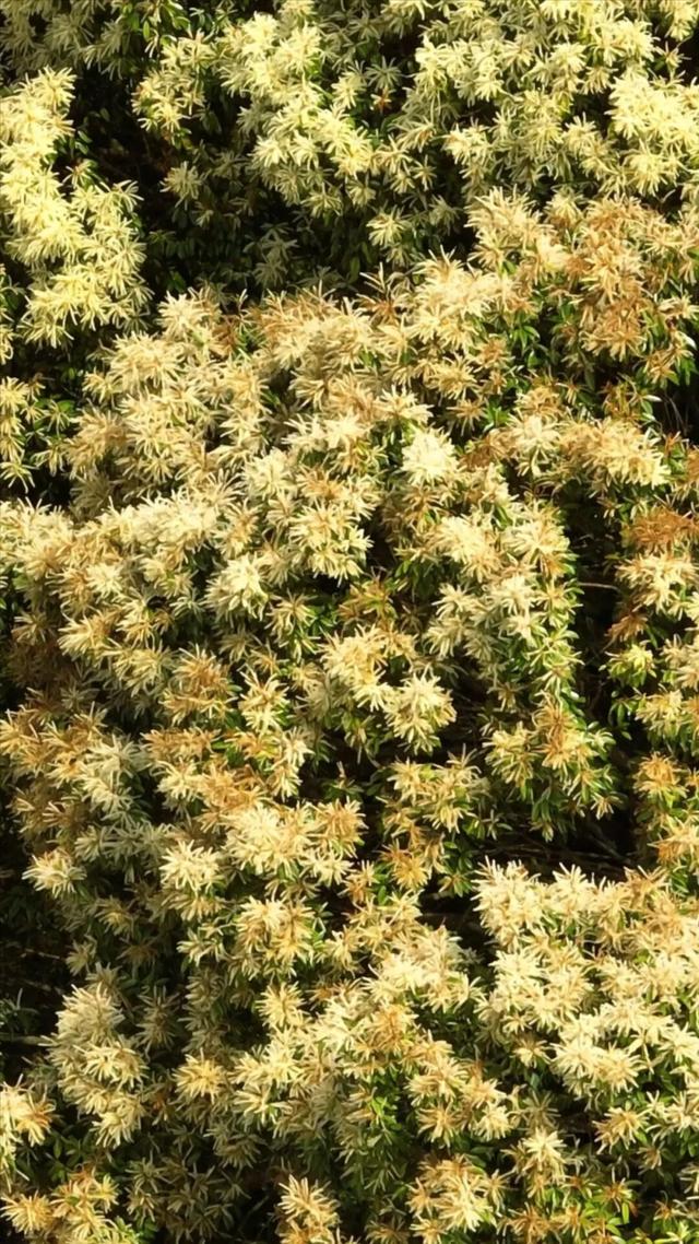 藏不住了！福州漫山栲花绽放，满目金黄超治愈
