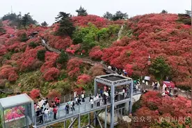 人气爆棚！杜鹃花赏花旺季首个周末，国家5A级景区麻城龟峰山游客激增图片