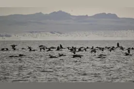 禽流感首次登陆南极，科学家开始担心企鹅……图片