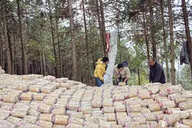 种好增收“小菌菇”！屏边撑开群众“致富伞”图片