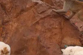 世界动物保护协会科学家评“猴猫共处”：两者习性不同，会让猫处于紧张和压力之中图片