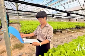 梅州丰顺新农人冯双玲：创新种植方式，碎石滩上“长”出致富菜图片