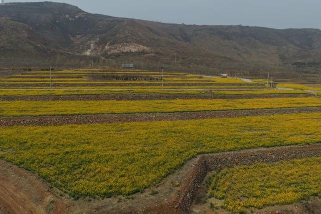 春日盛景！元氏县万花山油菜花进入盛花期