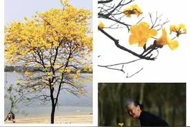 黄花风铃木惊艳绽放，松山湖摄影大赛征集启动图片