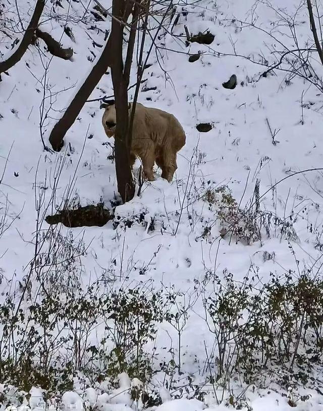 太白山冬季宠粉福利已上线！这波羊毛必须薅
