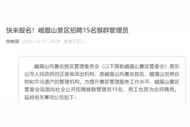 猴出没！峨眉山公开招聘猴群管理员，你准备好做“猴老大”了吗？图片