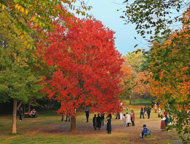 秋景大片都没看，洛阳的秋天，这就结束了？