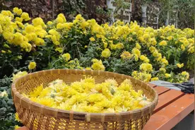 菊花露｜烟台中小学生习作园地图片