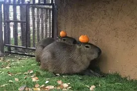 新晋顶流“卡皮巴拉”水豚，原来是社恐“i人”图片