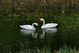 候鸟翩跹！惠州首次发现天鹅觅食图片