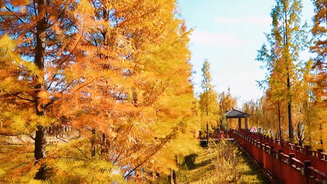 今天，楚雄要给你点颜色看看